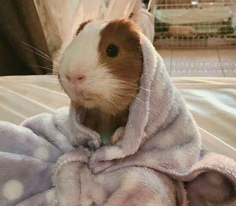 Guinea Pigs Funny, Pet Guinea Pigs, Cute Guinea Pigs, Cute Piggies, Baby Animals Pictures, Cute Hamsters, Cute Animals Images, Cute Animal Photos, Cute Animal Pictures