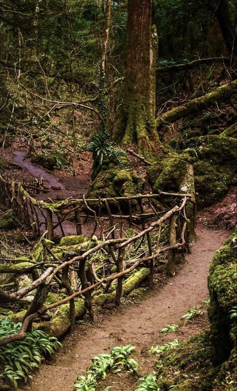 Forest Village Aesthetic, Earth Magic Aesthetic, Fairy Magic Mystical Forest, Middle Earth Aesthetic, Enchanted Forest Aesthetic, Gnarly Tree, Ancient Woodland, Forest Village, Earth Magic