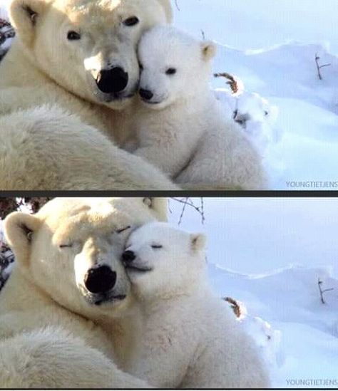 Baby Panda Bears, Baby Polar Bears, Pretty Animals, Baby Panda, Silly Animals, Polar Bears, Cute Animal Pictures, Cute Little Animals, 귀여운 동물