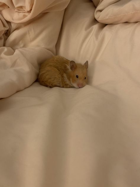 Hamster Aesthetic, Hamster Pics, Hamster Pet, Pet Hamster, Hamster Care, Baby Hamster, Cute Hamster, Funny Hamsters, Syrian Hamster