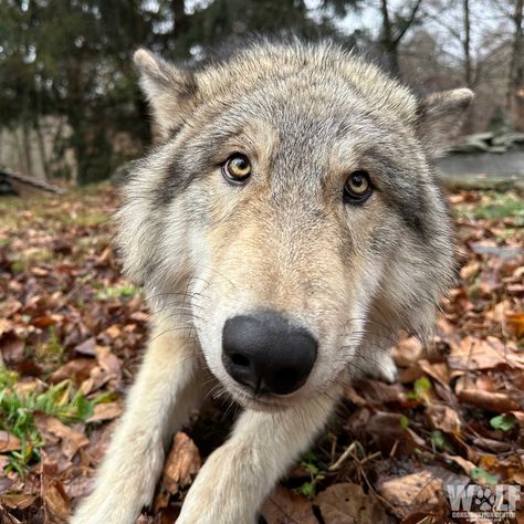 Wolf Conservation Center 🐺 (@nywolforg) on X Silly Wolves, Andrew Myers, Wolf Pics, Wolf Meme, Wolf Conservation Center, Werewolf Aesthetic, Small Creatures, Wolf Photos, Canine Art