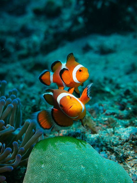 Finding Nemo Decor, Clown Fish Art, Fish Photography, Sony Rx100, Fish Underwater, Ocean Underwater, Salt Water Fishing, Underwater Camera, Orange Decor