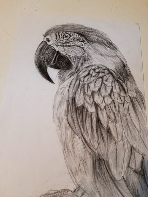 Parrot Drawing, Drawing Realistic, Macaw Parrot, Pencil Shading, Parrot Bird, Bird Drawings, Virat Kohli, Realistic Drawings, Pencil Drawing