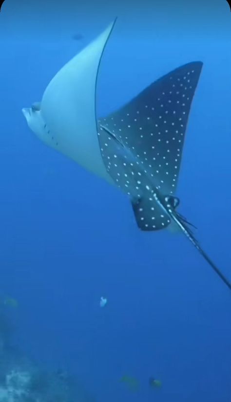 Sting Ray Photography, Stingray Reference, Cardboard Stingray, Stingray Photo, Stingray Aesthetic, Stingray Swimming, Stingray Painting, Sting Rays, Stingray Fish