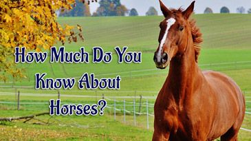 Horses Trivia Quiz - How Much Do You Know About Horses? Things To Know About Horses, Horse Quizzes, Quizzes For Kids, Horseback Riding Tips, Career Quiz, Animal Quiz, Horse Lessons, Horse Information, Riding Tips