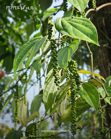 Fully grown black pepper plants. We never compromise in quality, for the flavours that has name all over the world Start cultivating today www.pepperhub.in . . #pepperhub #cultivation #farming #startcultivation #blackpepper #blackpepperplants #plantsforsaleindia #blackpepperfarming #blackpeppercultivation #plantsmakepeoplehappy #spicemarketindia #spiceshop Black Pepper Plant, Spice Shop, Pepper Plants, Never Compromise, Plant Sale, Black Pepper, All Over The World, Stuffed Peppers, Plants