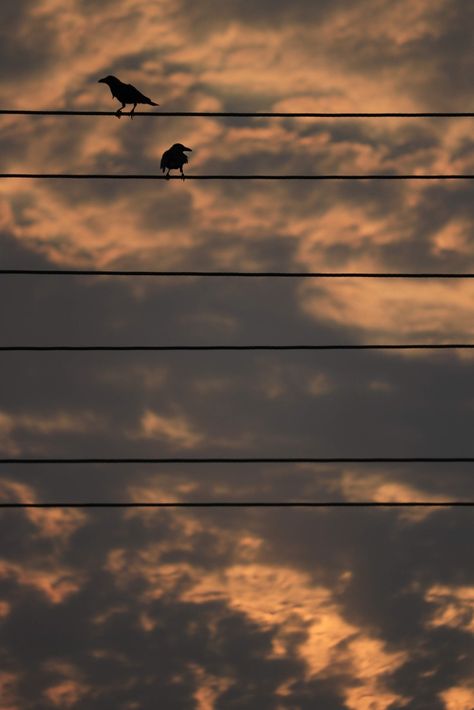 Couple Birds Photography, Evening Nature Photography, Aesthetic Birds Flying, Bird Photos Photography, Nature Iran, Birds Flying In The Sky, Uttarakhand Tourism, Deep Photos, I Love Pic