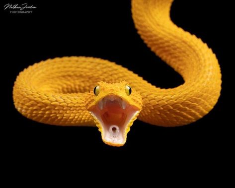 Snakes Mouth Open, Snake With Mouth Open, Snake Front View, Snake Mouth Open, Snake Open Mouth, Moon Dragon, Theatre Ideas, Snake Photos, Animal References