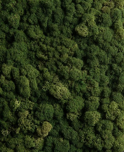 Green Living Aesthetic, Texture Close Up, Wall Moss, Texture Plant, Garden Texture, Green Moss Wall, Trees Texture, Natural Mood, Moss On Wall