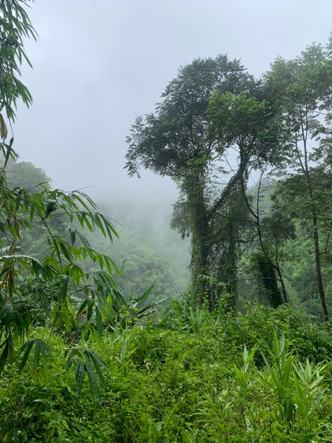 Jungle Core Aesthetic, Amazon Rainforest Aesthetic, Aesthetic Rainforest, Tighnari Aesthetic, Rain Forest Aesthetic, Nature Girlie, Ecuador Aesthetic, Rainforest Aesthetic, Vietnam Jungle