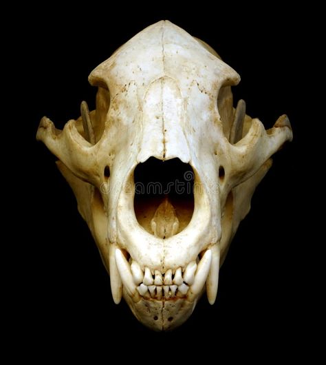 Bear Skull. Black bear skull isolated on black , #AD, #Black, #Skull, #Bear, #bear, #black #ad Animal Skull Drawing, Fox Skull, Bear Skull, Dog Skull, Skull Reference, Wolf Skull, Animal Skeletons, Bear Images, Vulture Culture