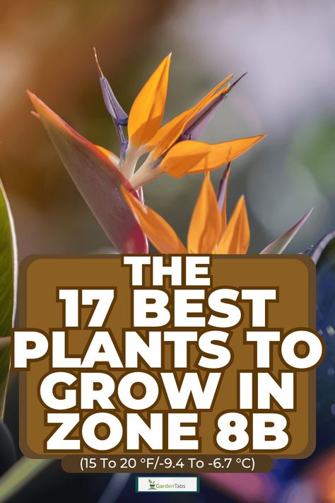 The 17 Best Plants to Grow in Zone 8b (15 to 20 �°F/-9.4 to -6.7 °C) Zone 8 And 9 Landscaping, 8b Gardening Zone, Zone 8 Landscape Design, Plants For Zone 8 Landscapes, Zone 8b Flowers, Zone 8b Plants, Zone 8b Landscaping, Gardening Zone 8b, Zone 8 Landscaping