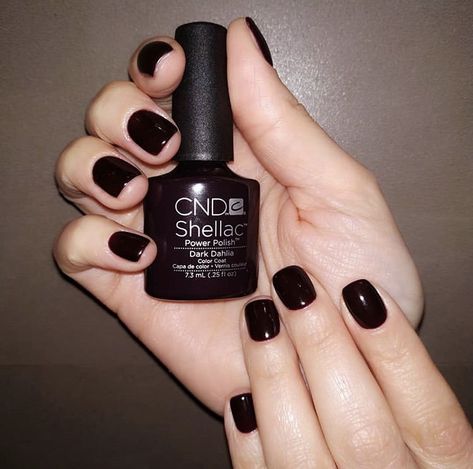 Dark Shellac Nails, Dark Dahlia, Cnd Shellac Brown Colors, Cnd Shellac Autumn Nails, Cnd Black Pool, Cnd Dark Dahlia, Dahlia Flower Tattoos, Cnd Shellac All Frothed Up, Dahlia Care