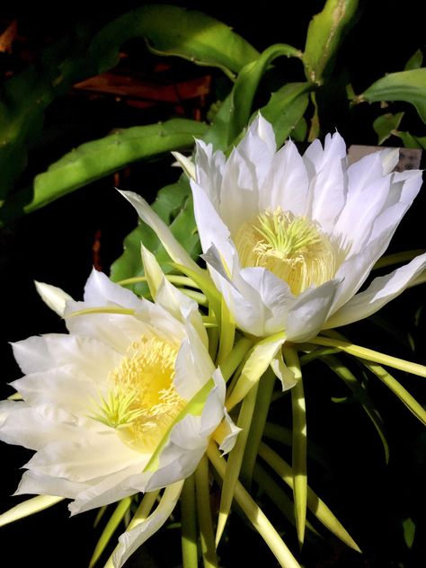 My mom was really excited to show me the flowers blooming on her dragon fruit plants. Apparently they only bloom at night! Dragons Tattoos, White Dragon Fruit, Zodiac Flowers, Dragon Fruit Flower, Dragon Fruit Varieties, Dragon Fruit Plant, Red Dragon Fruit, Drawing Dragon, Dragons Tattoo