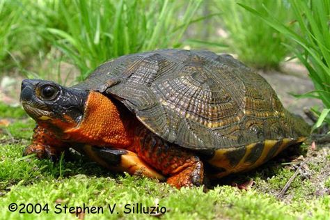 Weird Turtles | Wood Turtle (Glyptemys insculpta) Tortle Monk, Two Headed Animals, Freshwater Turtles, Wooden Turtle, Kawaii Turtle, Turtle Care, Wood Turtle, Tortoise Care, I Like Turtles