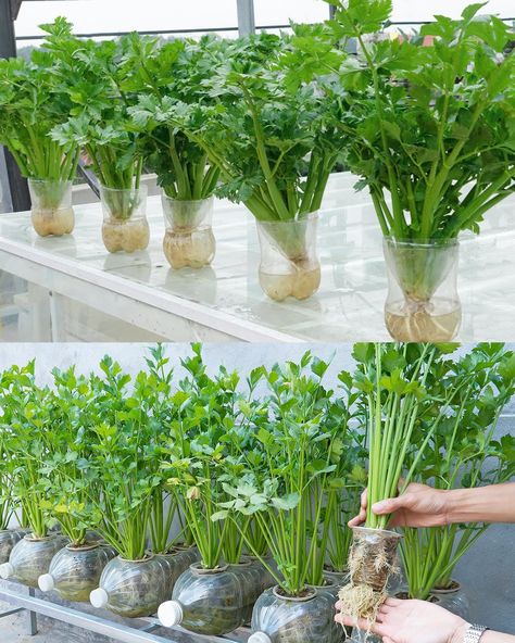 Owlmighty - How to Grow Celery at Home? You Only Need a... How To Grow Celery, Grow Celery, Growing Celery, How To Grow, Celery, To Grow, At Home, Plants