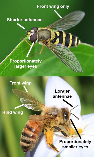 Hoverfly Hoverfly, Wildlife Biologist, Bees And Wasps, Small Bees, Wildlife Habitat, Large Eyes, Wildlife Conservation, Explore Nature, Bee Keeping