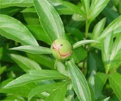 Why your peony buds but never flowers Saving Peony Buds, Peony Buds, Peony Care, Peony Bud, Planting Peonies, Garden Solutions, Flower Bud, Peony Flower, Amazing Gardens