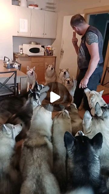 goHusky on Instagram: "Dinnertime at goHusky.  Our pups are doing so good ❤️  #gohuskyiceland #husky #huskylife #huskies #huskyfamily #huskylove #huskiesofinstagram #siberianhusky #siberianhuskylovers #siberianhuskiesofinstagram #dinner #tripadvisor #traveliniceland #travelinakureyri #travel" Screaming Husky, Husky Howling, Talking Huskies Videos, Husky Talking, Husky Videos, Funny Huskies, Funny Husky Videos, Husky Puppies, Crazy Husky