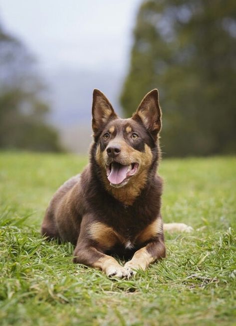 Lapponian Herder Lapponian Herder Dog, Finland Reindeer, Lapponian Herder, Dog Reindeer, Kelpie Dog, Australian Kelpie Dog, Reindeer Dog, Australian Kelpie, Famous Dogs