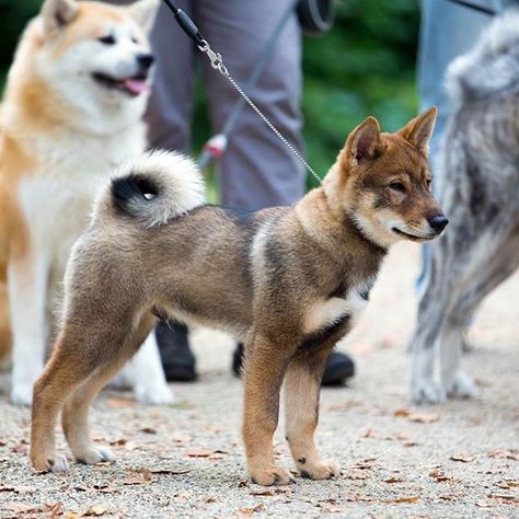 Shikoku Ken, Shikoku Dog, Kai Ken, Japanese Dog Breeds, Japanese Dog, Pretty Dog, Japanese Dogs, Akita Inu, Shiba Inu Dog