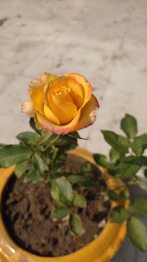 Rose Day Thought, Rose Day Real Pic, Yellow Rose Quotes, Flowers Dp, Aesthetic Yellow Roses, Yellow Roses Friendship, Golden Yellow Roses, Rose Flower Photos, Glowing Flowers