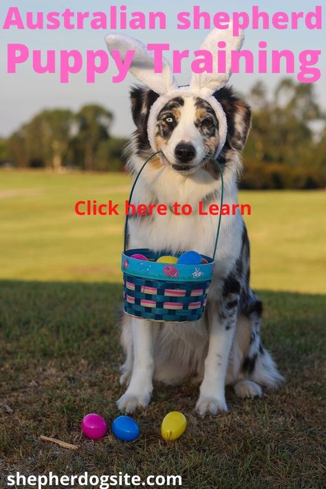 Not only do Australian shepherd puppies need training but all dogs require it too. Just as children need to learn right from wrong and to follow rules, so do puppies. This learning is essential for their safety as well as others. Australian Shepherd Tricks, Training Australian Shepherd Puppy, Australian Shepherd Puppy Training Tips, Puppies Australian Shepherd, Puppy Australian Shepherd, Australian Shepherd Names, Australian Shepherd Training, Mini Aussie Puppy, Puppy Schedule