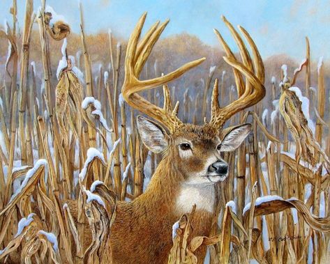 Big Whitetail Buck Wallpaper Greg Beecham, Deer Paintings, Whitetail Deer Pictures, Deer Artwork, Deer Art Print, Deer Wallpaper, White Tail Deer, Deer Drawing, North American Wildlife