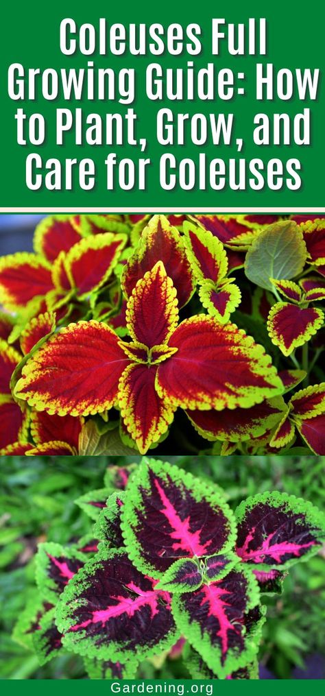 Coleus Growing Guide (Plant, Grow, and Care) Coleus Plants, Seed Starting Mix, Container Gardening Flowers, Overwintering, Garden Shrubs, Houseplants Indoor, Pollinator Garden, Fresh Flowers Arrangements, Garden Yard Ideas