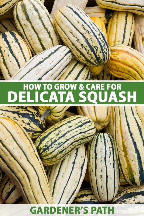 Delicata Squash Plant, Delicata Recipes, Squash In Containers, Squash Companion Plants, How To Grow Squash, Squash Growing, Vegetable List, Grow Squash, Squash Trellis