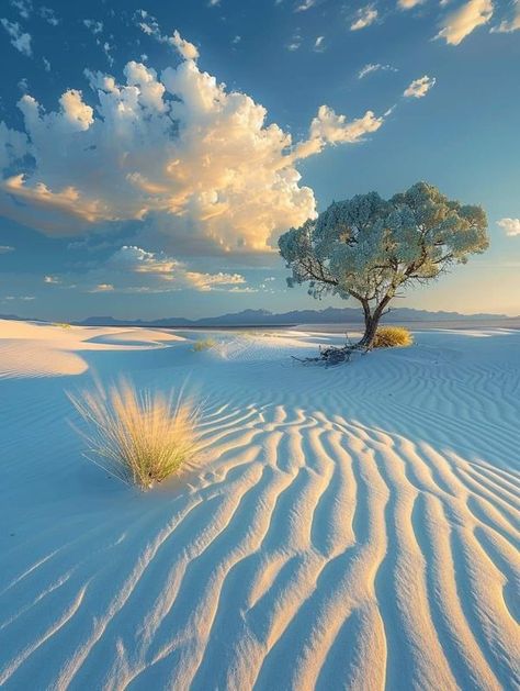 White Sands New Mexico, New Mexico Travel, White Sands National Park, My Map, Adventure Ideas, Lone Tree, Land Of Enchantment, Mexico Travel, White Sand