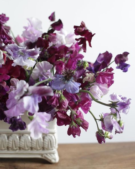 Tallulah Rose Flower School on Instagram: “The scent of the sweet pea... don’t mind if I do. Sweet peas on mass, there’s nothing better. Thanks to @ixiabotanicals the queen of the…” Sweet Pea Flowers, Greenery Arrangements, Flower School, Sweet Peas, Sweet Pea, The Sweet, The Queen, Rose Flower, Peas