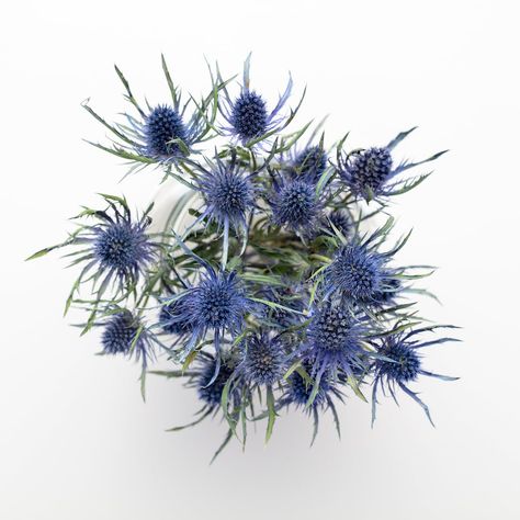 Thistle Flower Arrangement, Thistle Wedding Flowers, Dried Thistle, Thistle Bouquet, Thistle Wedding, Blue And Blush Wedding, Succulent Boutonniere, Floral Design Classes, Blue Thistle