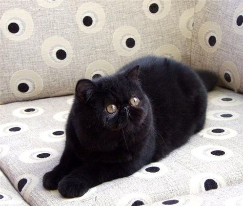 Black exotic shorthair cat. Like a short haired persian. If we ever get another cat, this will be it! #persiancatshorthaired Singapura Cat, Beautiful Pets, Exotic Shorthair Cat, Cat Images, Cat Ideas, Shorthair Cat, Exotic Cats, Exotic Shorthair, A Black Cat