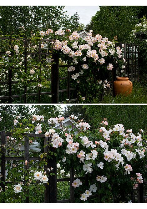 Sally Holmes Climbing Rose, Yellow Climbing Rose, Rambling Roses, Rose Plant Care, Rose Trellis, Climbing Flowers, Sing A Song, Rose Gardens, Rose Rise