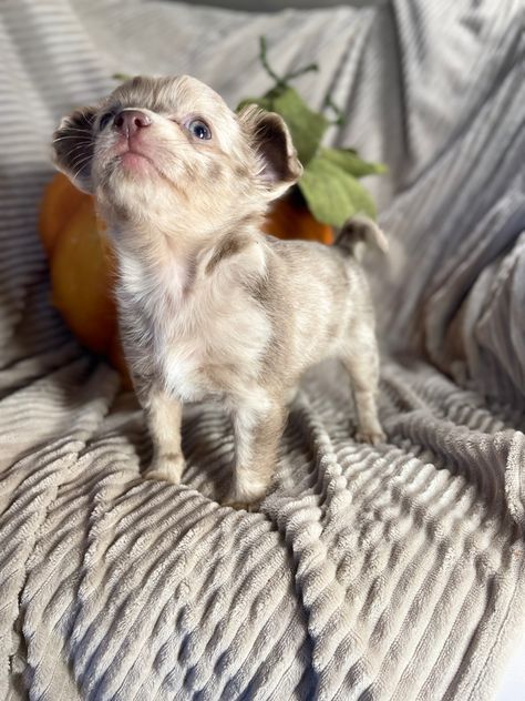 Lilac Merle chihuahua puppy with blue eyes. Puppies Chihuahuas, Puppy Teacup, Puppies With Blue Eyes, Tattoo Animals, Big Dogs Breeds, Biggest Dog In The World, Teacup Puppy, Tiny Puppy, Biewer Yorkie