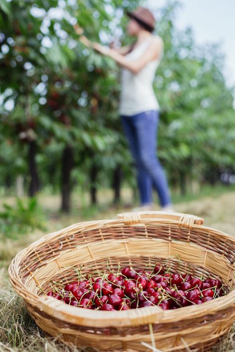 Cherry Orchard, Cherry Picking, Berry Picking, Summer Cherries, Down On The Farm, Summer Theme, Fruit Garden, Sweet Cherries, Cherry Tree