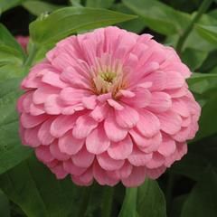 Zinnia Benary's Giant Purple – Harris Seeds Zinnia Benary's Giant, Pink Zinnia, Zinnia Seeds, Most Popular Flowers, Zinnia Flowers, Homestead Survival, Garden Photography, Flower Quotes, Perennial Garden