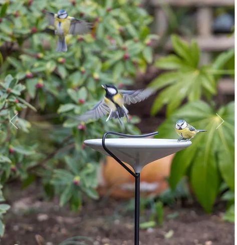 Stake bird bath Hanging Bird Bath, Clematis Montana, Live House Plants, Decorative Gravel, Glass Frog, Bird Care, Most Beautiful Gardens, Garden Equipment, Hardy Perennials