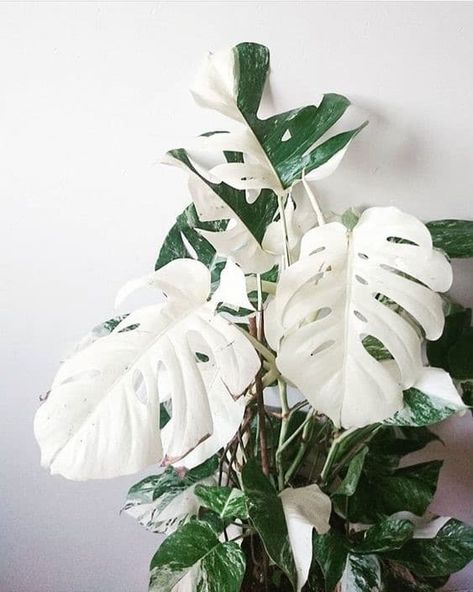 Plant Goals, Plants Are Friends, Best Indoor Plants, Variegated Plants, Monstera Plant, Monstera Deliciosa, House Plants Indoor, White Leaf, Pretty Plants