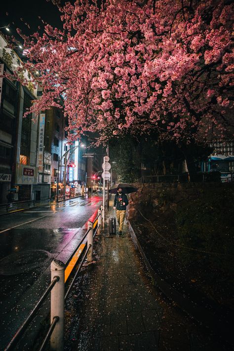 Rain In Tokyo, Leandro Lima, Japanese Cities, Rain Spring, Streets Of Tokyo, Tokyo Streets, Spring Scene, Tokyo Art, Lightroom Classic