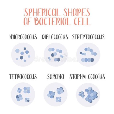 Bacteria classification. Spherical shapes of bacteria, cocci. Morphology. Microb #Sponsored , #AD, #affiliate, #classification, #shapes, #Morphology, #Spherical Bacteria Classification, Microbiology Illustration, Shapes Of Bacteria, Bacteria Shapes, Graphic Arts Illustration, Irregular Shapes, Holiday Flyer, Microbiology, Flower Cards