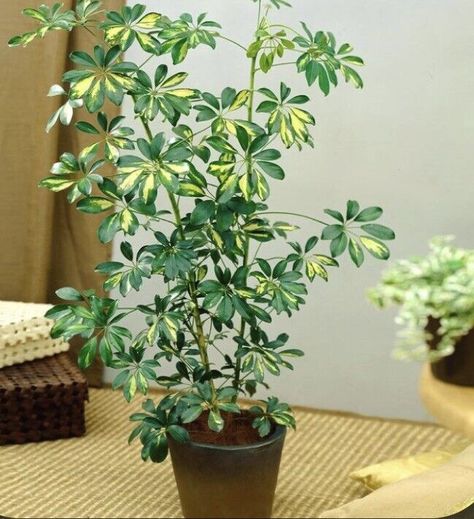 hawaiian umbrella plant Schefflera 20” Inches Tall Outdoor Or Indoor Live Plant  | eBay Schefflera Plant, Schefflera Arboricola, Umbrella Plant, Umbrella Tree, Plant Signs, Plant Seedlings, Planting Bulbs, Live Plants, Garden And Yard