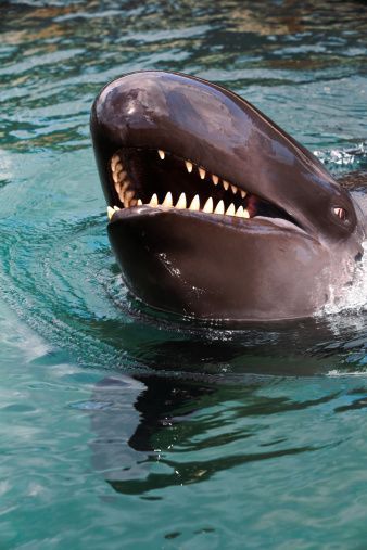 False Killer Whale, Killer Whale, Killer Whales, Ocean Creatures, Deep Sea, Dolphins, Mammals, Animals