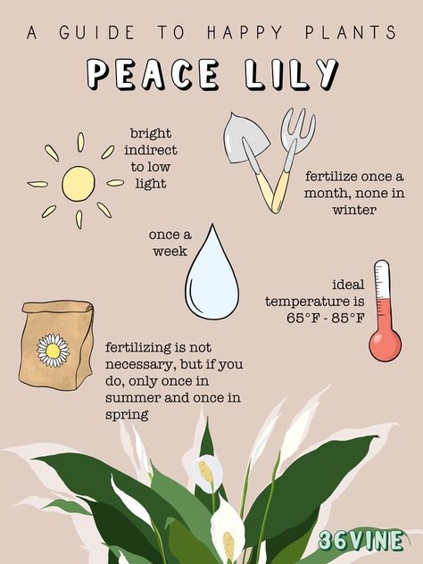 Peace Lily Plant Care, Peace Lily Care, Peace Plant, Lily Plant Care, Peace Lillies, Plant Person, Lily Plant, Peace Lily Plant, Plant Care Houseplant