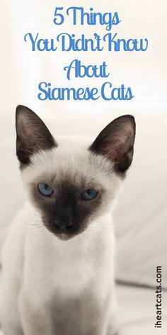 Simease Cats, Siamese Cats Facts, Calico Cats, Russian Blue Cat, Siamese Kittens, Cat Care Tips, Cat Photography, Cat Facts, Calico Cat