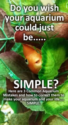 Simple Aquarium Ideas, Aquarium Decorations Ideas, Aquarium Tips, Aquarium Diy, Freshwater Aquarium Plants, Aquarium Maintenance, Fish Keeping, Tropical Fish Tanks, Tropical Fish Aquarium