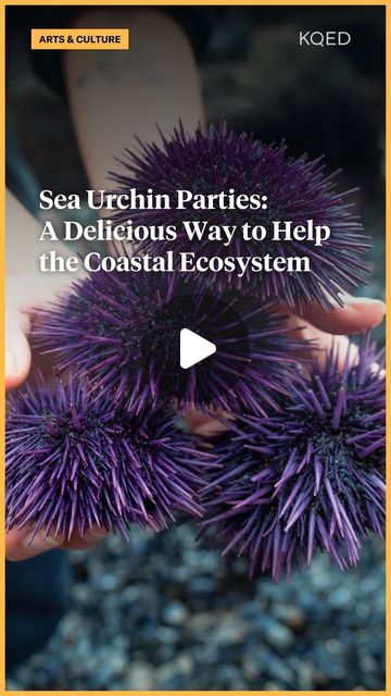 KQED Arts & Culture on Instagram: "“My biggest secret is a set of geographic coordinates I keep in an unnamed tab of my Notes app. There you’ll find my heart, and you’ll also find dinner.” @kqedarts intern Olivia Cruz Mayeda shares her tips for finding, harvesting and preparing sea urchins, a creamy and tasty seasonal delicacy. Learn more at the link in @kqedarts’ bio. 🔗 ✍️: @oliviacruzmayeda 📸: @oliviacruzmayeda & James Gebilaguin" Urchin Art, Sea Urchins Art, My Notes App, Notes App, Sea Urchins, My Notes, Sea Horse, Sea Urchin, Keep On