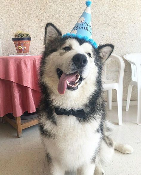 Husky Party Ideas, Husky Birthday, Celebrating Birthday, Melting Moments, Cute Husky, Dog Birthday Party, Happy Tails, Wolf Dog, Dog Birthday