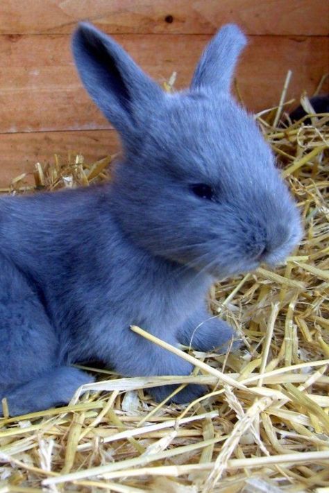 The American Blue Rabbit is a breed like no other, a gorgeous, velvety-coated creature that has captured the hearts of rabbit enthusiasts for over a century.

Developed in 1917 by Lewis Salisbury, this breed’s stunning blue-gray hue has a mysterious origin—Salisbury never revealed the exact breeds he used to achieve its unique coloration. Blue Rabbit, History Photos, Historical Pictures, Salisbury, History Facts, Blue Gray, The History, Old School, Blue Grey